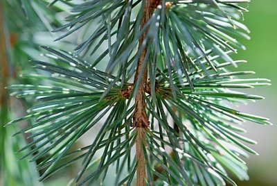 Cedrus libani 'Pendula' - cedr libanonský - listy (jehlice) - detail